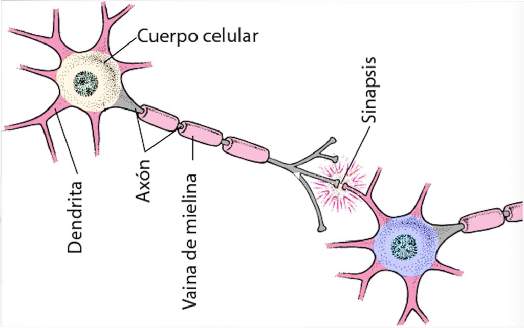 imagen de la neurona