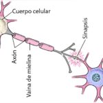 imagen de la neurona